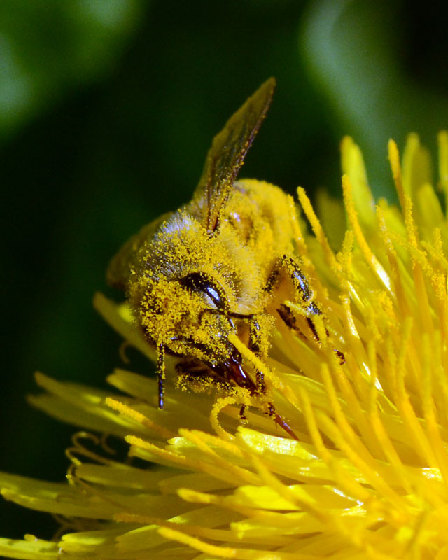 Bagni di polline di Apis mellifera